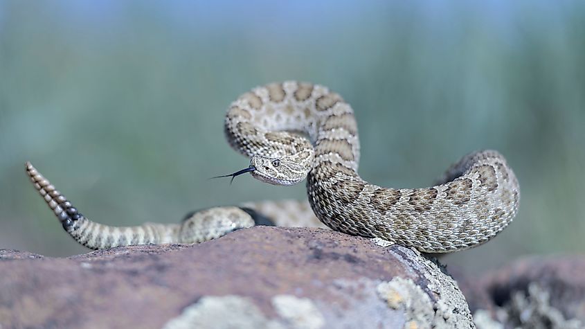 A prairie rattlesnake ready to attack.