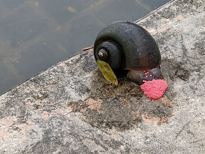 An island apple snail laying eggs.