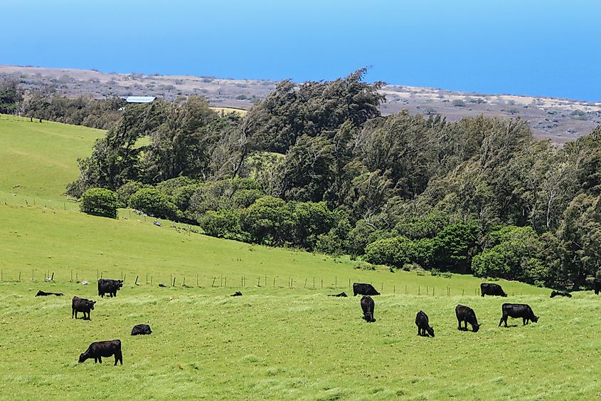 Cattle grazing in the Waimea countryside.