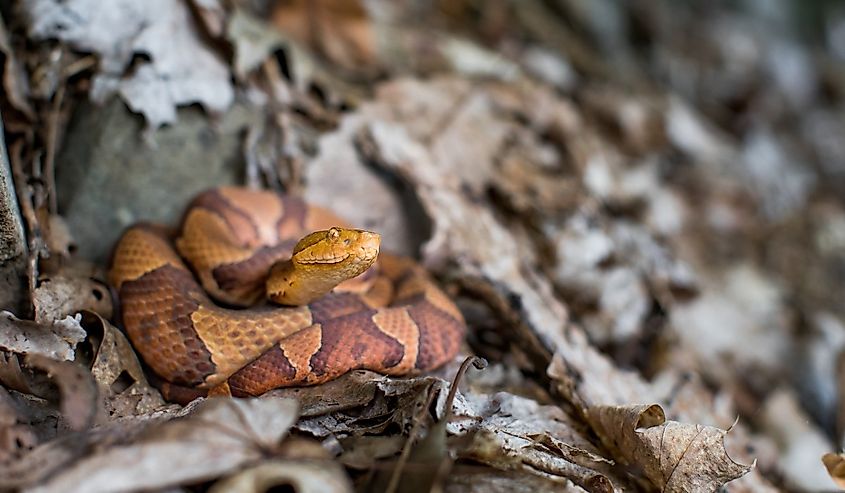 Pregnant copperhead snake from Connecticut