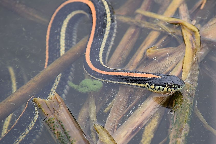 A plains garter snake resting in shallow water.