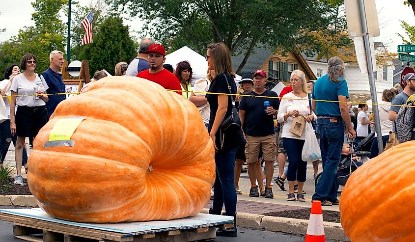 The winning giant pumpkin at The annual Giant Pumpkin Weigh-Off weighing in at 1,800 pounds highlighted Harvest Fest in Cedarburg, WI.