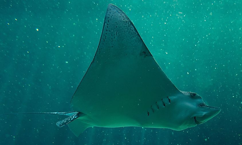 A giant freshwater stingray in water.