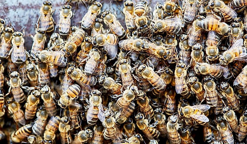 Large swarm of Africanized Bees on a Fence with shallow depth of field