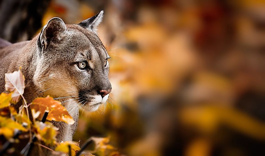 Portrait of a beautiful puma in an autumn forest. An American cougar, or mountain lion, striking a pose in the woods.