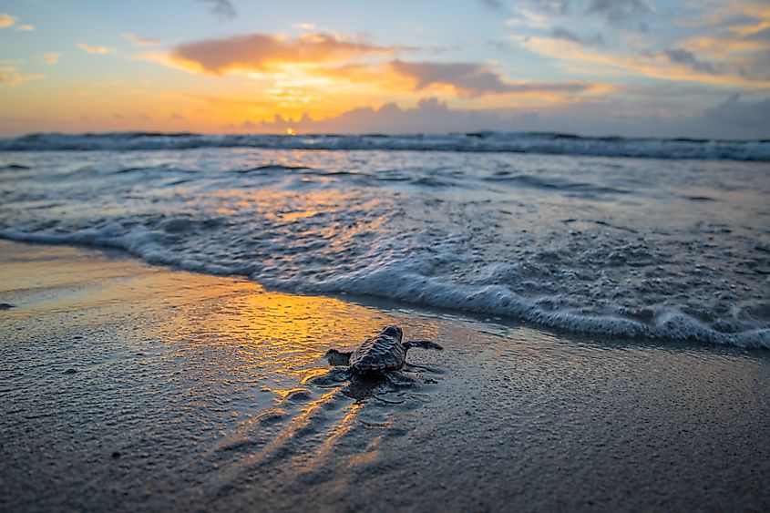 Baby sea turtle hatchling crawling towards the ocean during a beautiful sunrise.