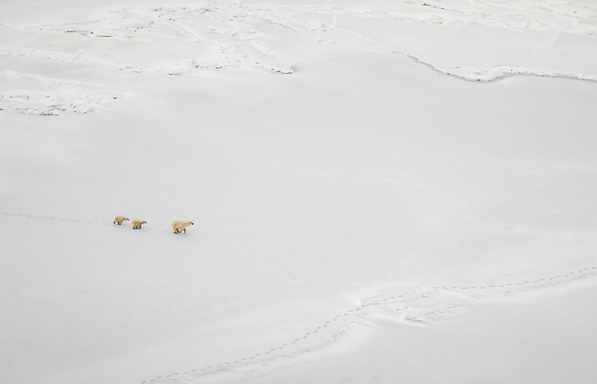 Polar bears on Hudson Bay
