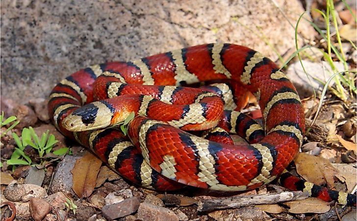 Milk snake