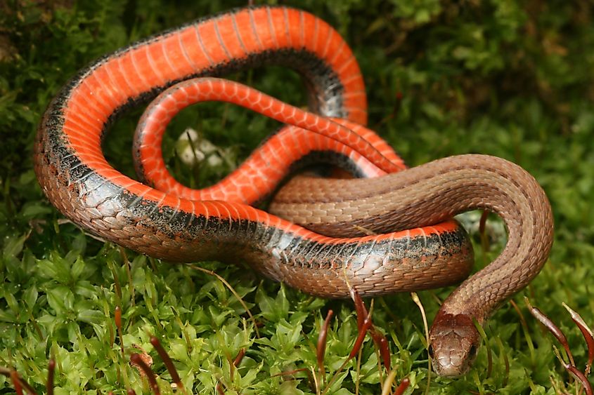 Red bellied snake (storeria occipitomaculata)