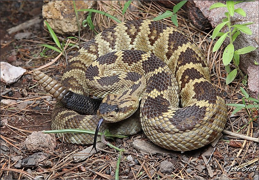 Northern Black-tailed Rattlesnake (Crotalus molossus molossus)