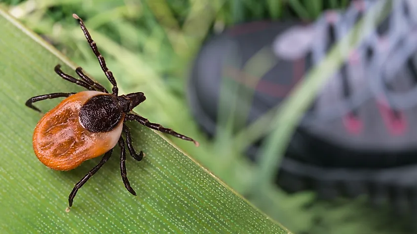 Lurking deer tick and foot in hiking boot.