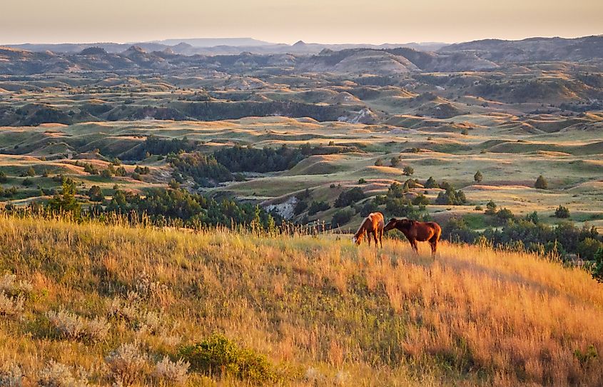 Wild horses grazing on open grasslands near rugged rock formations in the Spirit of the Badlands, North Dakota.