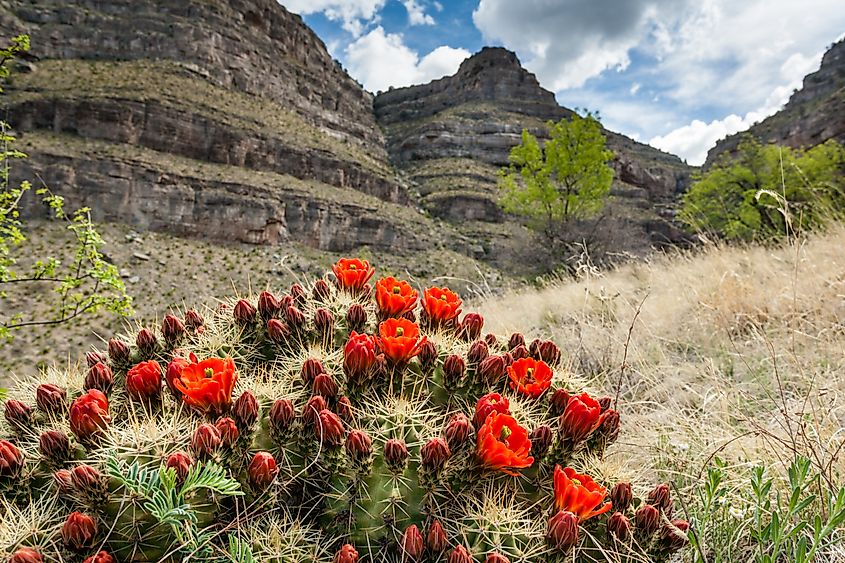 Blooming Hedgehog Cactus at Oliver Lee Memorial State Park, New Mexico