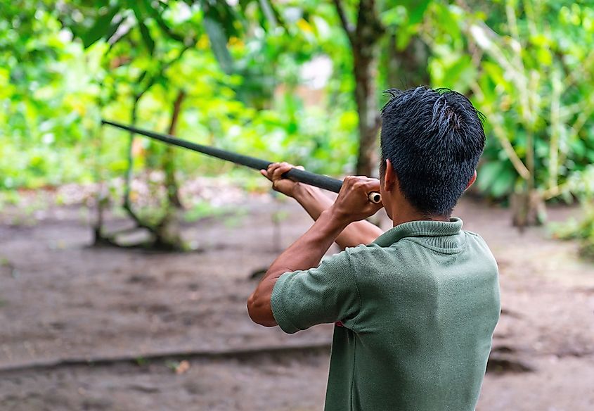 Ecuadorian indigenous Kichwa man doing a traditional blow dart demonstration in the Amazon rainforest.
