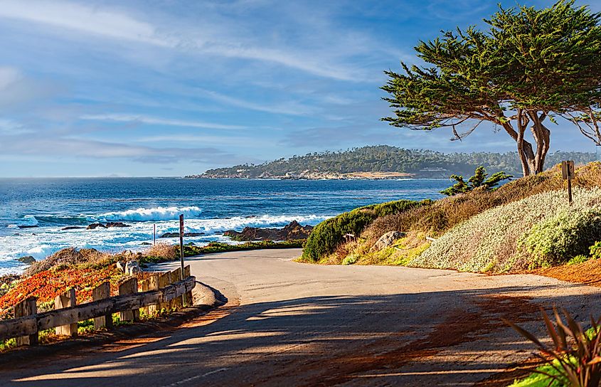 A scenic coastal road curves alongside a vibrant ocean under a blue sky. Waves crash gently, framed by lush greenery and a tall, windswept tree.