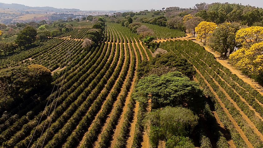 Plantation in the Cerrado area of Brazil.