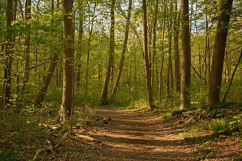 Hiking trail at Ferncliff Forest in Rhinebeck, New York
