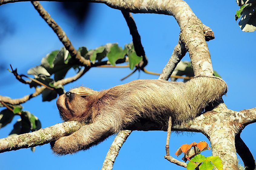 10 Animals That Sleep The Most WorldAtlas