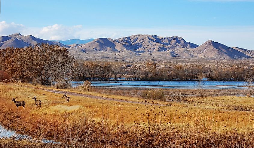 Three deer at Bosque del Apache National Wildlife Refuge, New Mexico.
