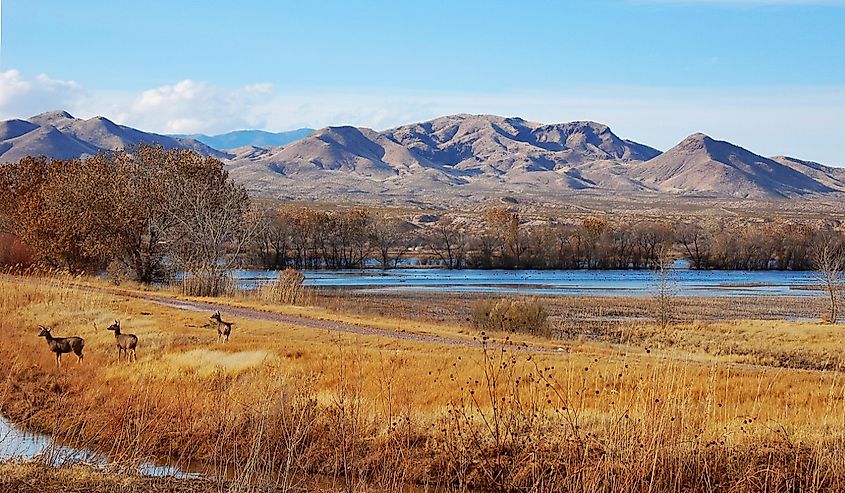 Three deer at Bosque del Apache national wildlife refuge, New Mexico