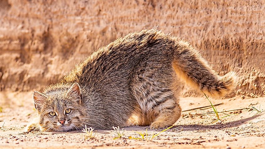 A beautiful young Pampas cat.