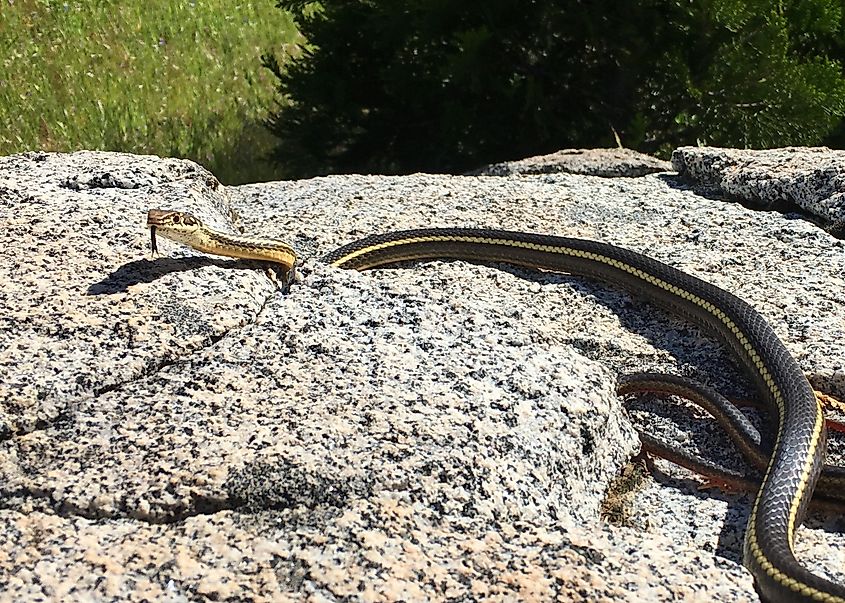 California Striped Racer (snake), Coluber lateralis lateralis, coiled on a rock in the wild