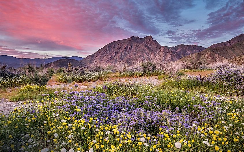 Anza-Borrego Desert State Park in California.