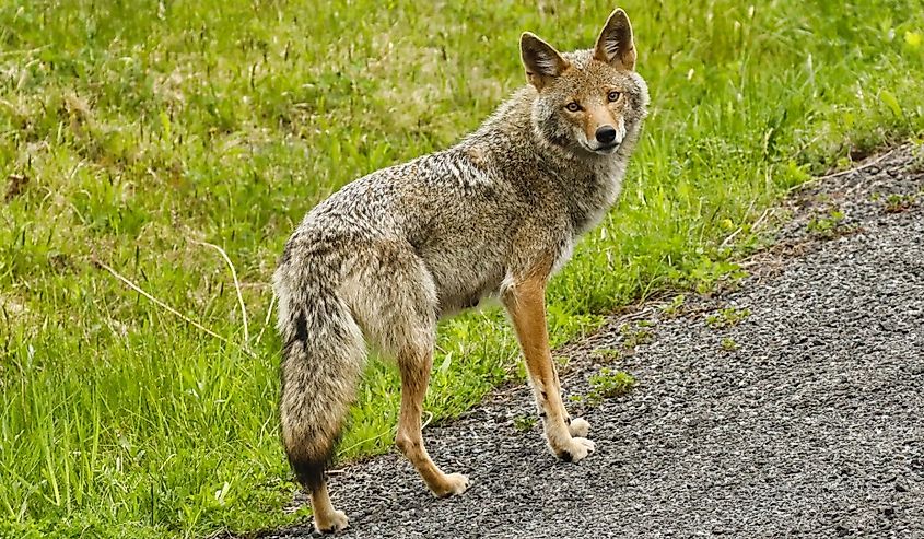 A coyote in Hunter, New York.