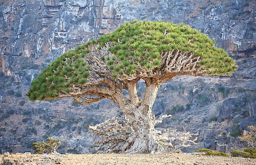 Why Is The Dragon Blood Tree Called So Worldatlas