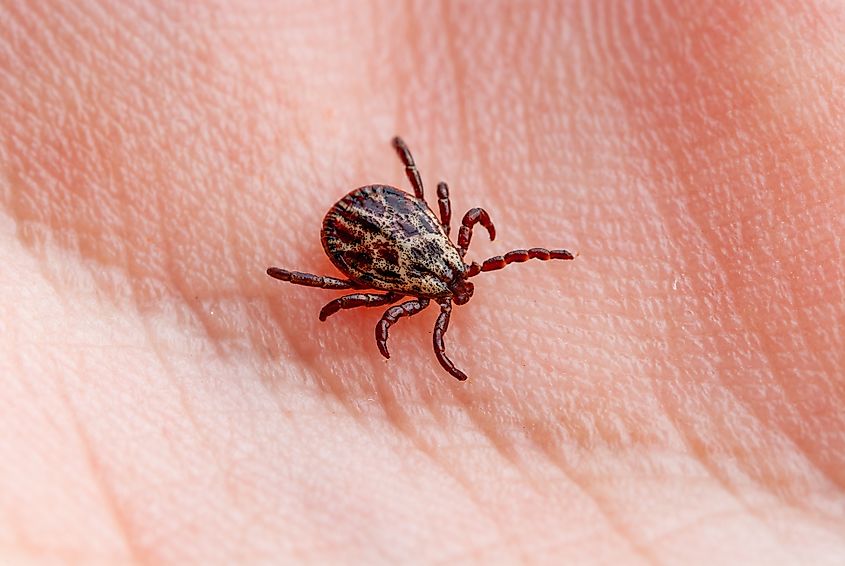 Close-up of an infectious encephalitis tick on skin, potentially carrying encephalitis virus or Lyme disease. 