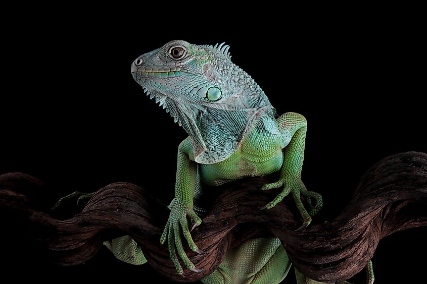 A green iguana sitting on a branch.