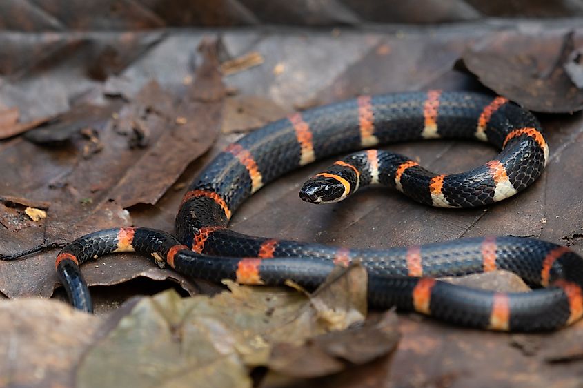 Eastern coral snake (Micrurus fulvius).