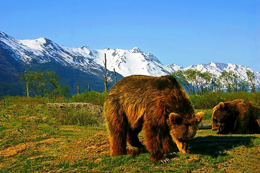 Alaskan brown bears at the 200-acre Alaska Wildlife Conservation Center near Portage, with the snow-covered Chugach Mountains in the background along the Anchorage Seward Highway.