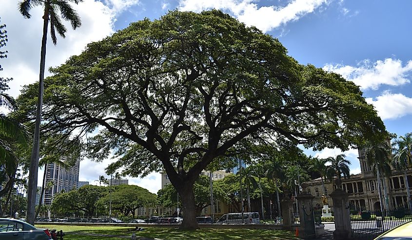 Close up of the Learning tree in Kapolei, Hawaii.