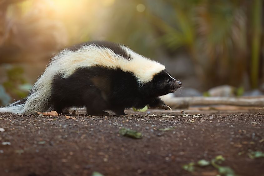 Striped skunk, Mephitis mephitis, North America's popular cartoon animal.