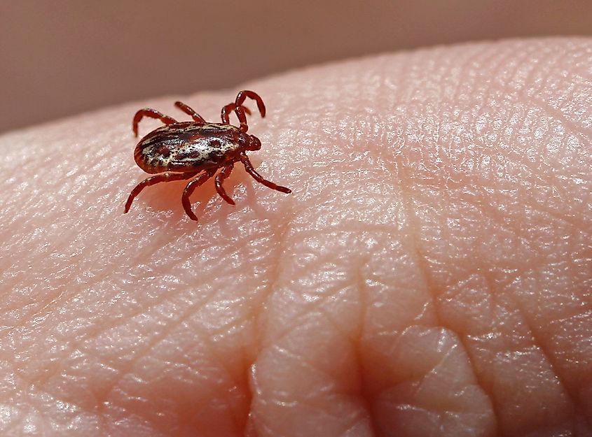 The American dog tick on human skin.