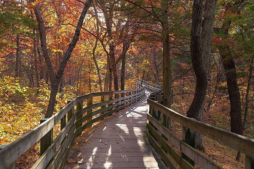 A trail surrounded by golden trees in Starved Rock State Park near Oglesby in Illinois.