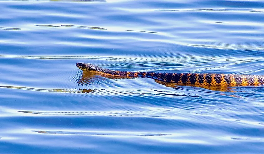 Tiger snake with its unique features swimming across a lake.