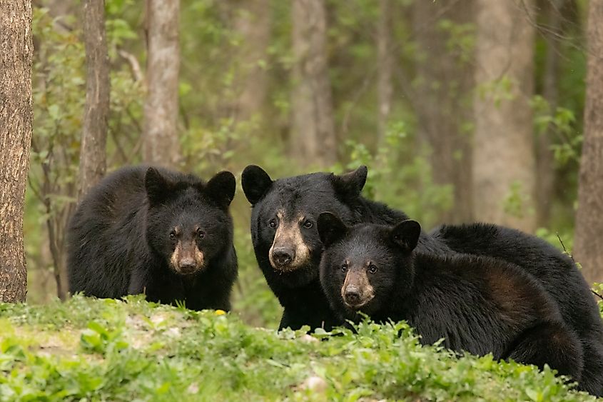 American Black bear female with her two cubs in dense forest in Minnesota.