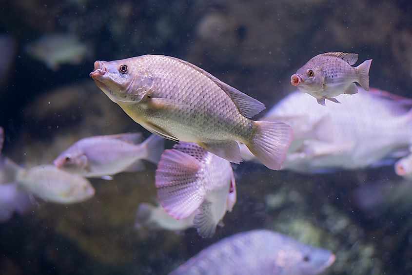 A group of blue tilapia.