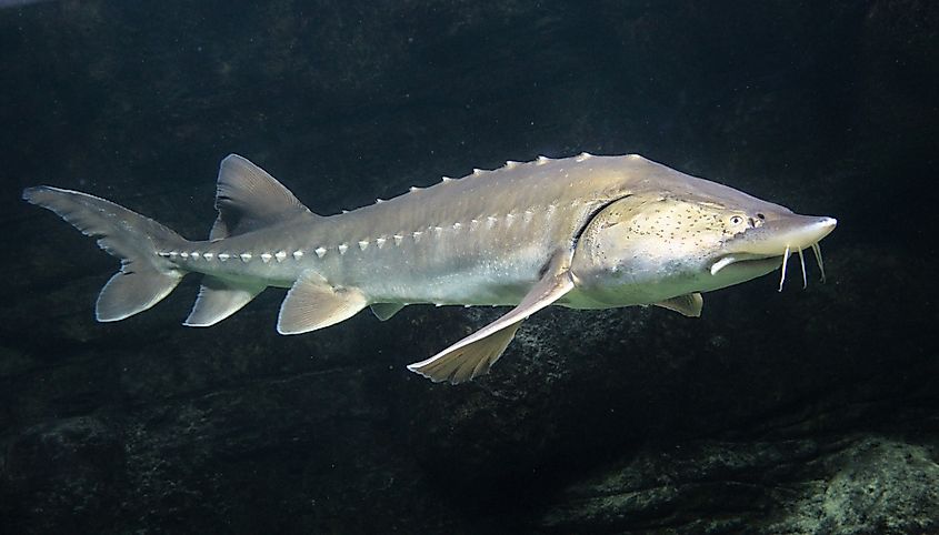 A pallid sturgeon in clear water at dusk.