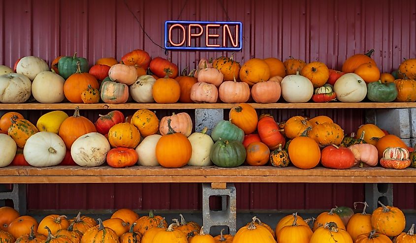 Various pumpkins at a shop in McMinnville