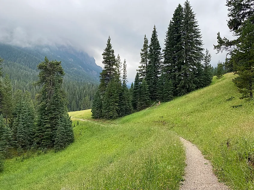 A single-track trail leads through a bright green mountain meadow.