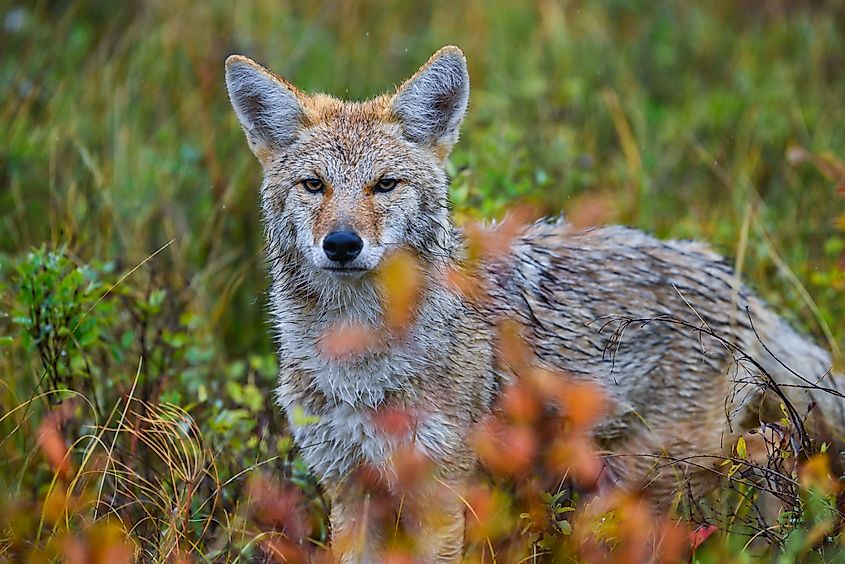 A coyote in the Theodore Roosevelt National Park, North Dakota