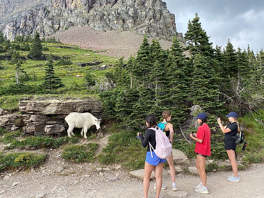 A group of youngsters taking a photo of a curious mountain goat just off of the Hidden Lake trail at Logan Pass.