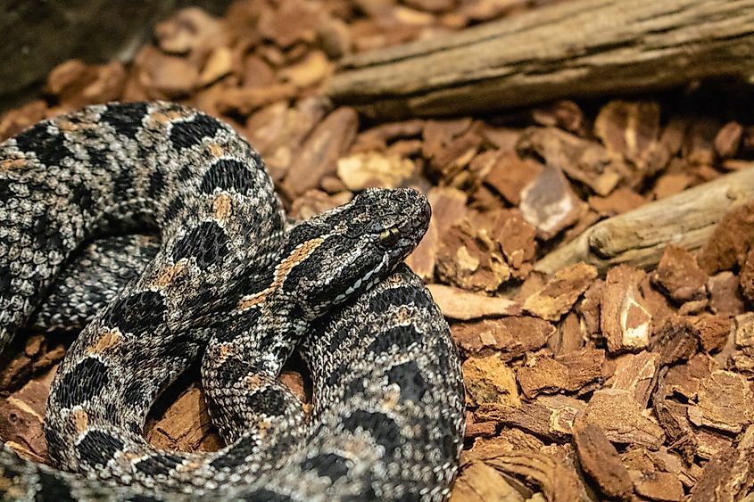 Dusky Pygmy Rattlesnake (Sistrurus miliarius barbouri), a small, venomous snake with a gray body covered in dark blotches and a speckled appearance.