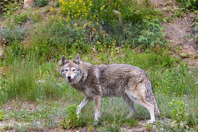 A male coyote in the wild.