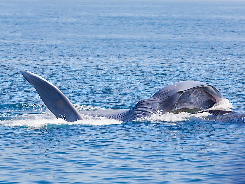 Blue Whale Feeding in Palos Verdes, California