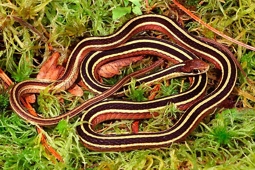 Eastern ribbonsnake resting on damp sphagnum moss in a wetland
