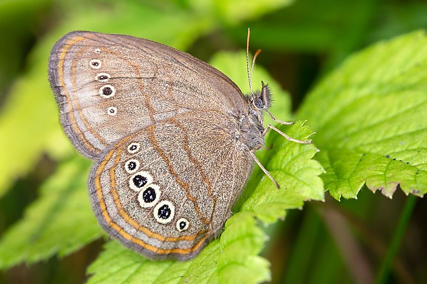Mitchell's satyr is a small, brown butterfly that lives in prairie fen habitat.